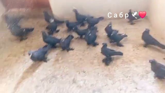 Голуби смотреть онлайн