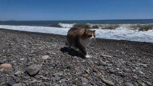 Крымские каникулы с котом.🐯 Кот Плюх.