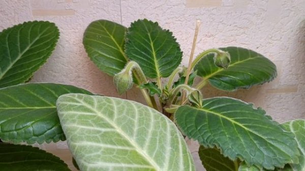 Обзор цветущих глоксиний на 5 августа 😍💕🤗🤗 #глоксинии