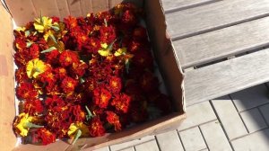 Бархатцы для просушки и использования в лекарственных целях