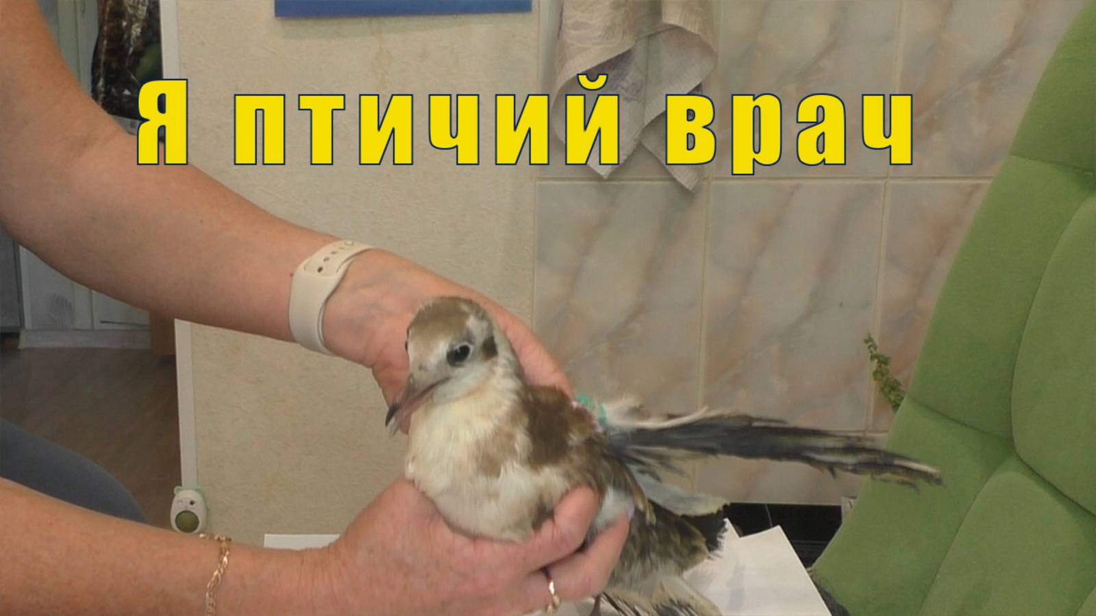 ТЕПЕРЬ Я ПТИЧИЙ ДОКТОР / 01 августа 2025