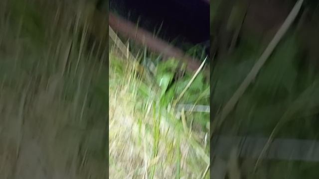 ЕДУ НА ДАЧУ😨😨 смотреть онлайн