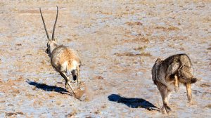 Чиру - живые РАКЕТЫ высокогорья! Волки в шоке от такой скорости!