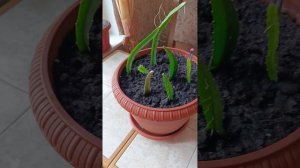 Экспериментирую с обрезками питахайи