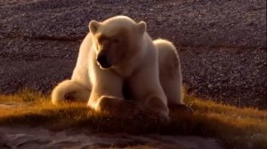 На что способен Крупнейший наземный ХИЩНИК? Белый медведь: из крошки в ГИГАНТА!