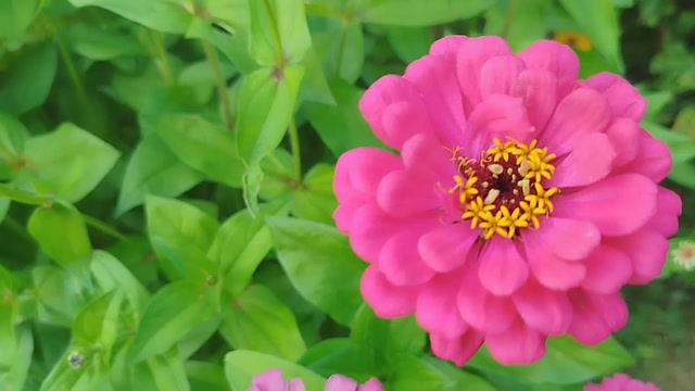 ФЛОКСЫ смотреть онлайн