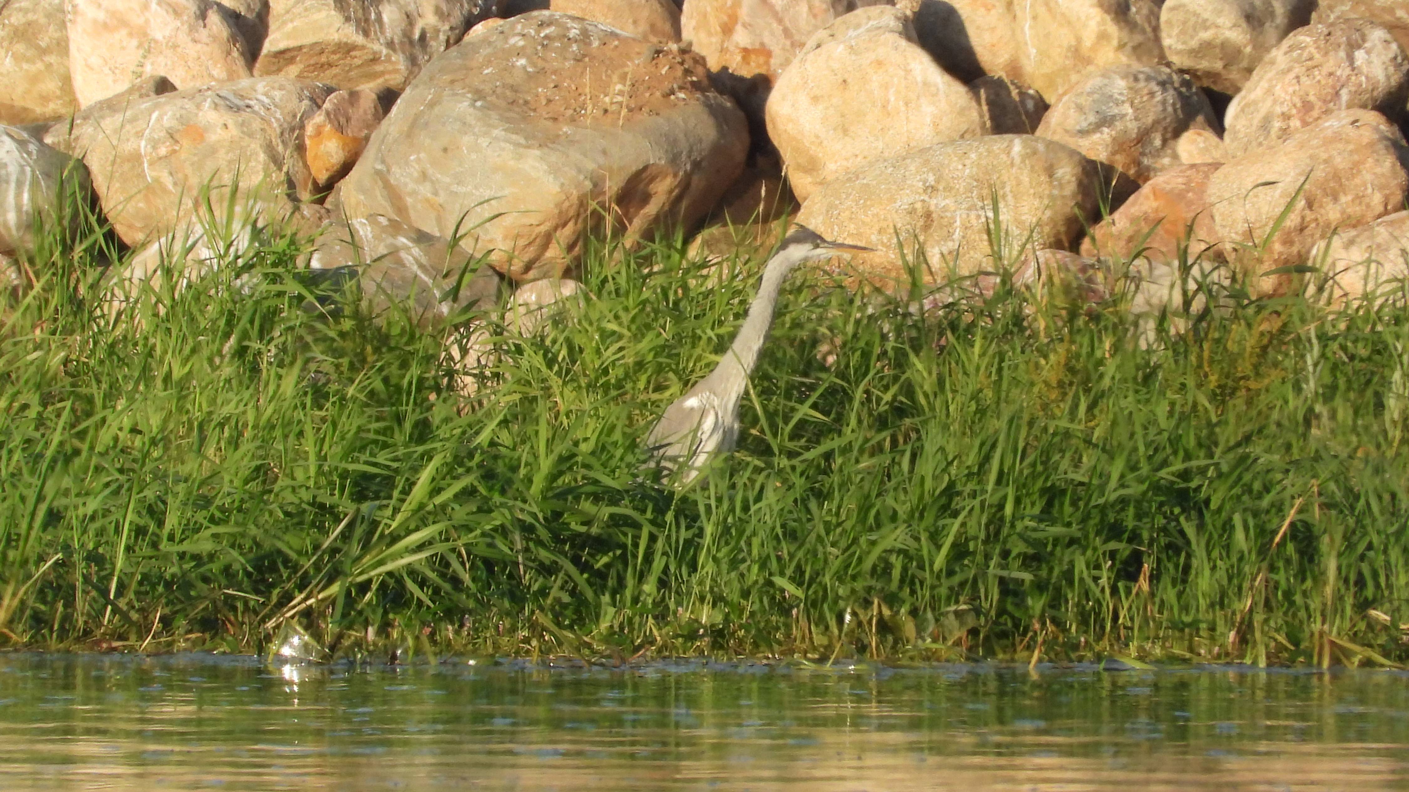 Серая Цапля, наблюдение птиц в Великом Новгороде, 5 августа 2025 смотреть онлайн