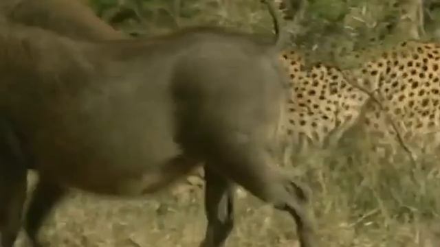 С ним не связываются даже Гепарды! Бородавочник – самый Свирепый Кабан! смотреть онлайн