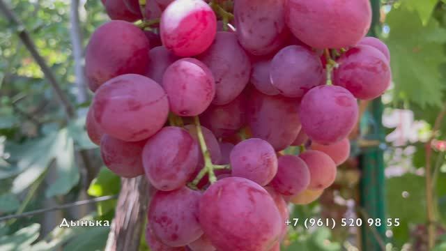 04.08.25 год, Новороссийск .2 часть. Поспевает виноград. смотреть онлайн