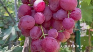 04.08.25 год, Новороссийск .2 часть. Поспевает виноград.