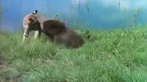 Вот на что готовы Кошки, чтобы защитить Котят! Даже медведи сбегают в ужасе!