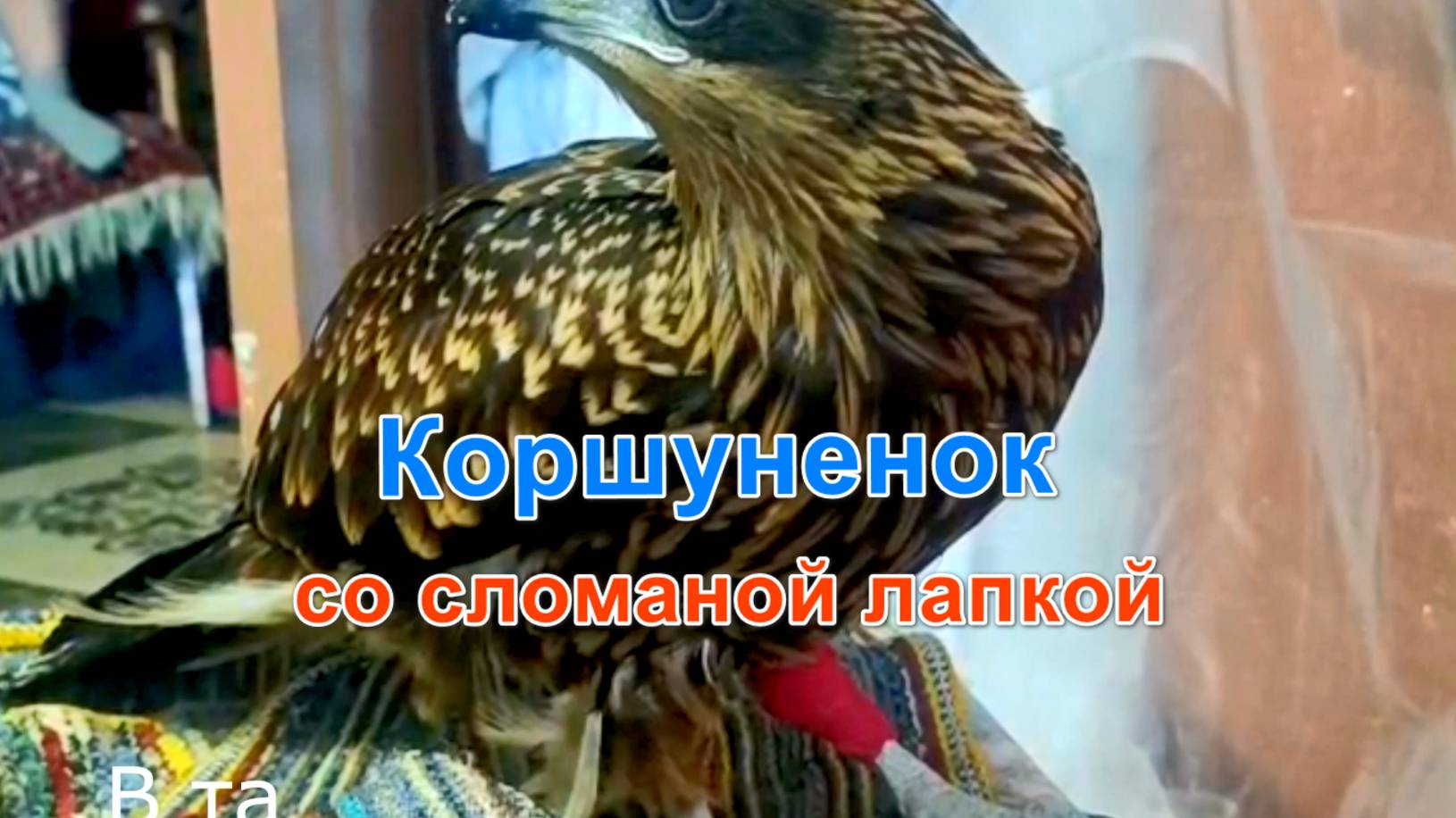 Коршуненок