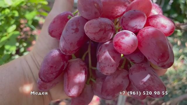 04.08.25 год, Новороссийск.1 часть. Поспевает виноград. смотреть онлайн