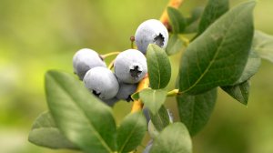 Мир сельского хозяйства. Ягоды 05.08.2025