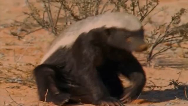 Яростный змееяд, который НИКОГО не боится! Медоед – самый бесстрашный хищник Африки! смотреть онлайн