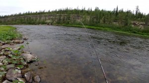Поход в Эвенкию за хариусом. Рыбалка бомба. Второй день.