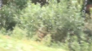 Мопеды сериал | Серия 1186