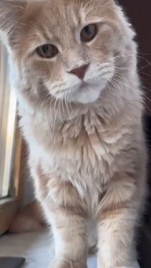 Наш TG https://t.me/liveofcats