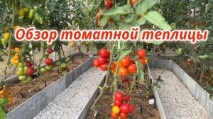 Моя теплица с томатами на начало августа. Фавориты и аутсайдеры