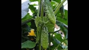 Огурцы на зиму. Маринкины творинки. Всем МИРА и Добра!