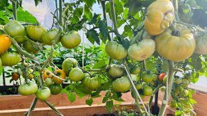 Томаты ломятся от урожая! Как избежать фитофторы в теплице!