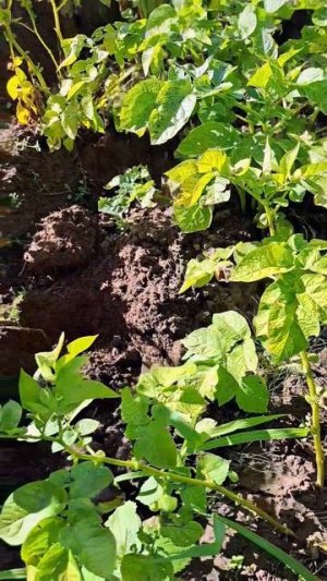 90 дней прошло,а картошка не выросла🥲