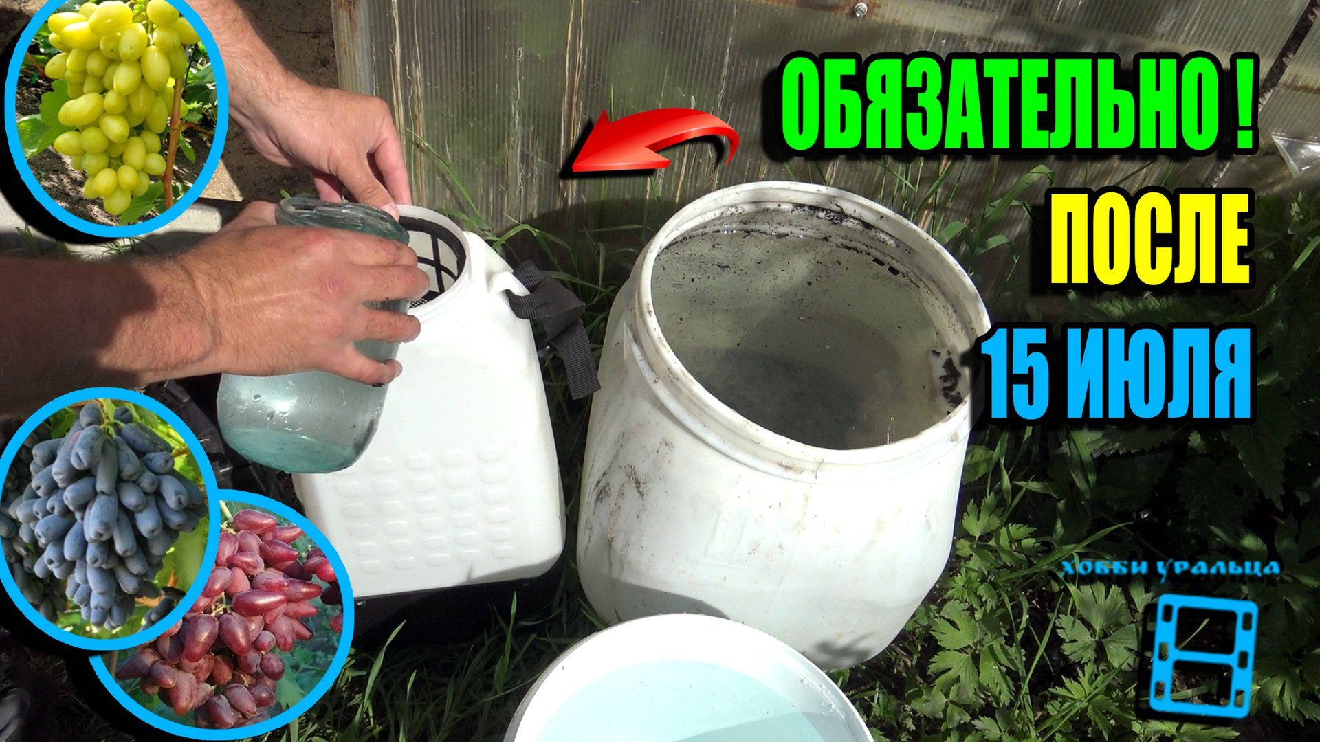 ВАЖНЕЙШАЯ ПОДКОРМКА ВИНОГРАДА ДЛЯ СОЗРЕВАНИЯ ЯГОДЫ И ВЫЗРЕВАНИЯ ЛОЗЫ. СЕВЕРНЫЙ ВИНОГРАДНИК 25-28 смотреть онлайн