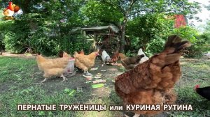 Куры несушки свободного выгула и их обычная куриная рутина – эпизод (588)