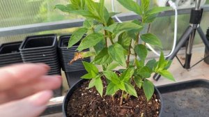 Обрезаю и черенкую гортензию Мечта Лесково.