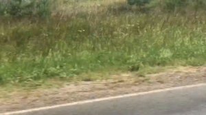 Мопеды сериал | Серия 1218