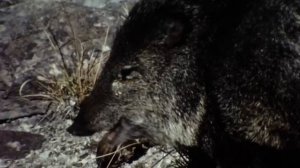 Эти "свиньи" дают отпор ЯГУАРАМ и Пумам! Пекари — Вспыльчивые клыкастые бандиты!