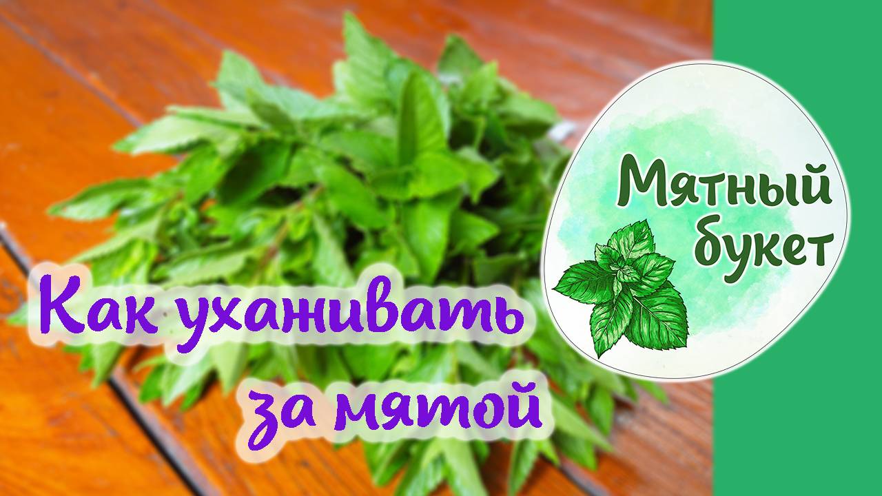 Как ухаживать за мятой. Всё в одном видео