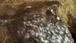 Окот битало-нубийской козы. Как принять окот у козы. Помощь козе при окоте.  Коза родит сама.