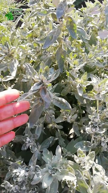 Полынь Пурша. Июнь 2025г