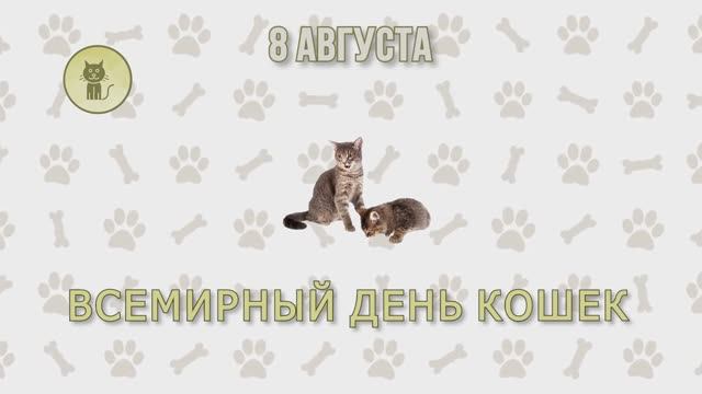 Всемирный день кошек смотреть онлайн