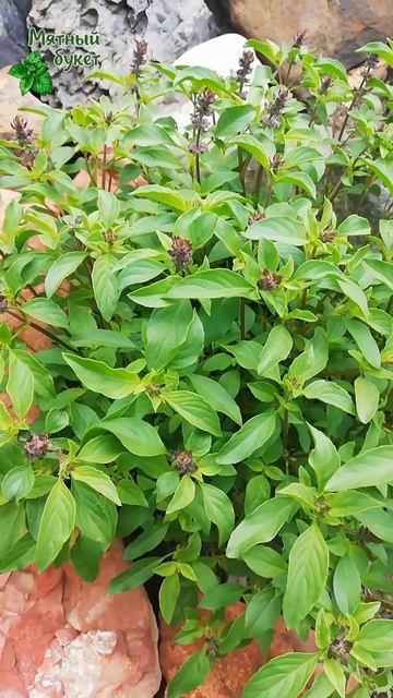 Индийский сладкий базилик. Июль 2025г