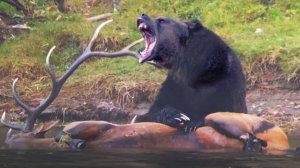 Вот почему Бурый МЕДВЕДЬ — самый ОПАСНЫЙ Хищник! Лесной Гигант выходит на ОХОТУ!