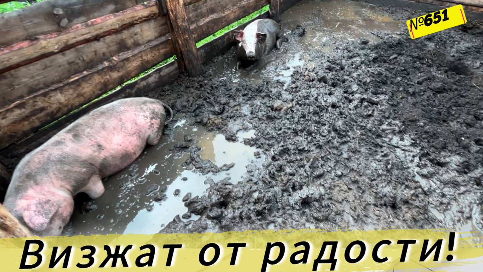 Как свиньи радуются грязи после дождя. Жизнь и будни в Омской деревне. смотреть онлайн