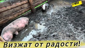 Как свиньи радуются грязи после дождя. Жизнь и будни в Омской деревне.