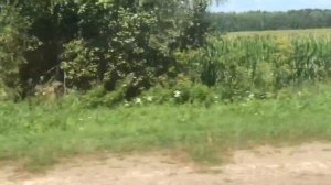 Мопеды сериал | Серия 1263