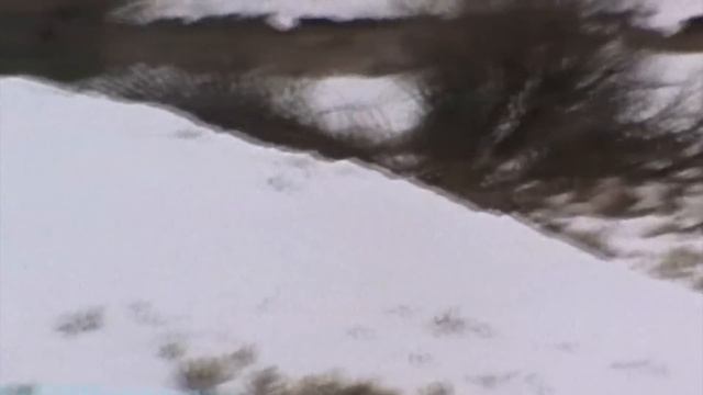 Вот как Волки охотятся Зимой! Самые эффективные Тактики в СНЕГУ! смотреть онлайн