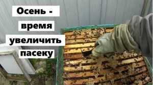 Формирование поздних отводков.