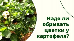 НАДО ЛИ ОБРЫВАТЬ ЦВЕТЫ У КАРТОФЕЛЯ