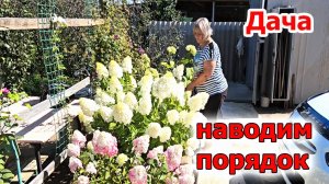 Дача.Шикарные гортензии.Наводим порядок.Уже начали все обрезать.Много ос