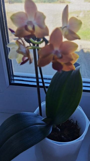 мини орхидея 🥰