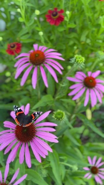 Эхинацея цветет🌺 #shorts смотреть онлайн