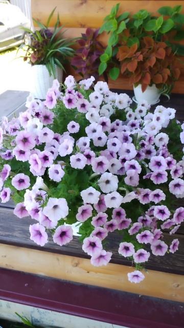 Собрала семена с гибридных петуний Пинк Шок Вейв. Вот что выросло. #петуния, #петунья, #петуниявейв