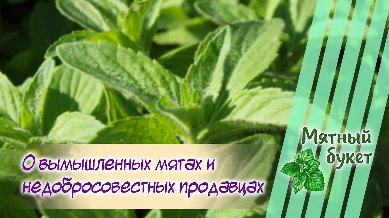 О вымышленных мятах и недобросовестных продавцах