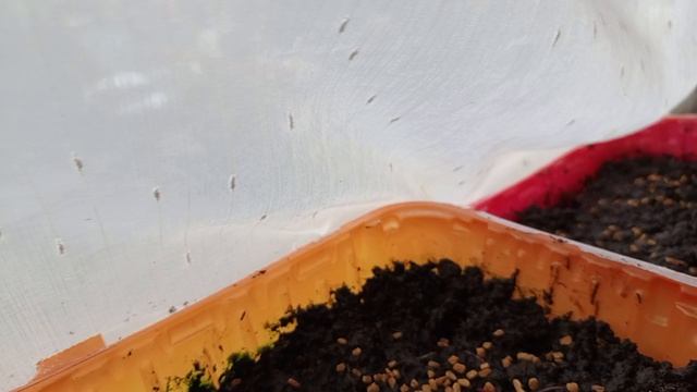 Расторопши взошла, сею пожитник смотреть онлайн