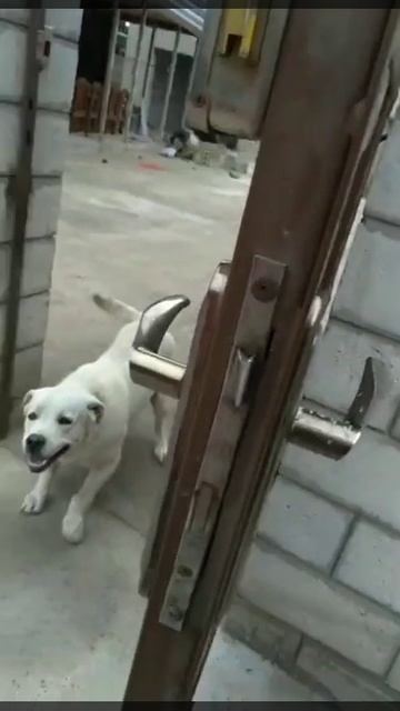 Бытовая команда Домой